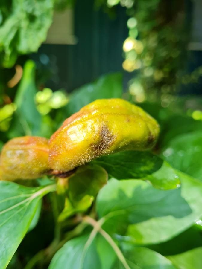 Paeonia broteroi fruit