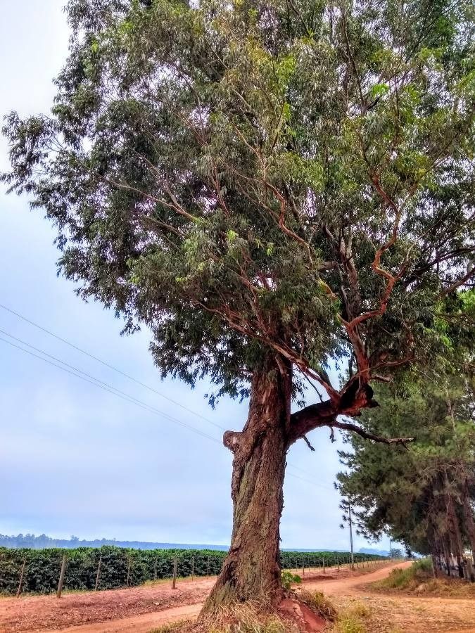Eucalyptus microcorys habit