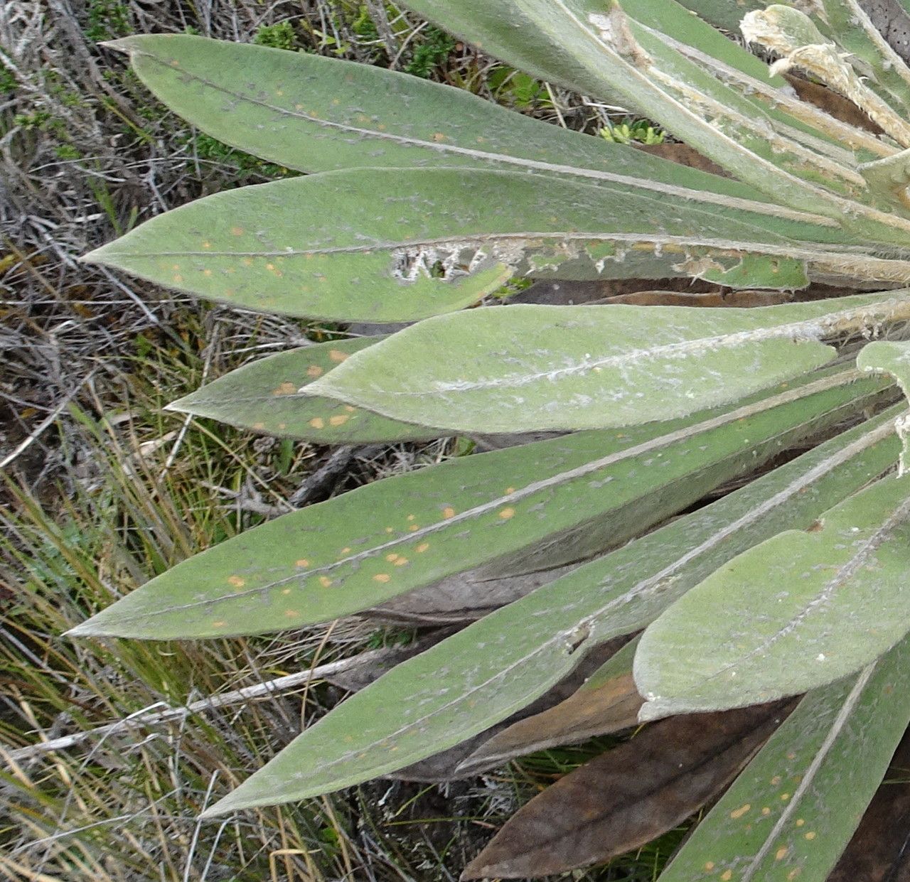 Espeletia corymbosa — related species from the same genus
