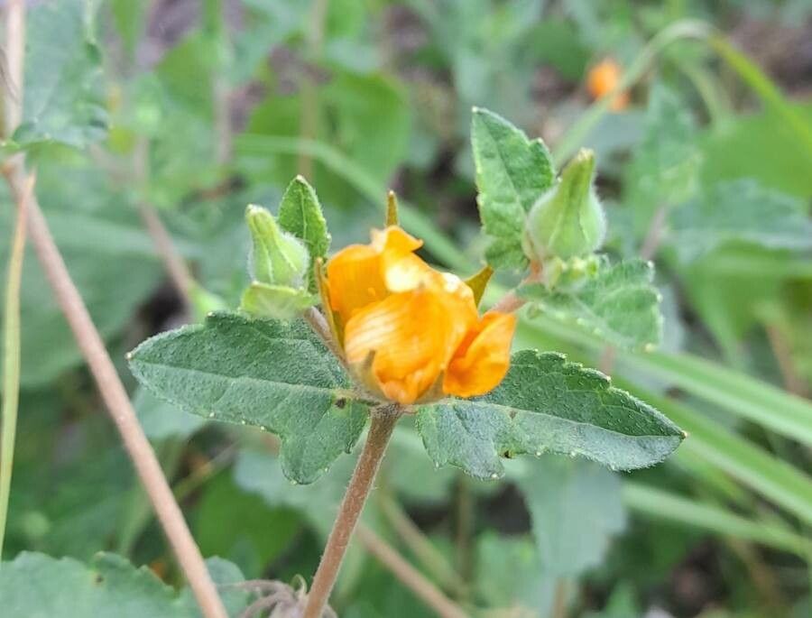 Mentzelia scabra flower