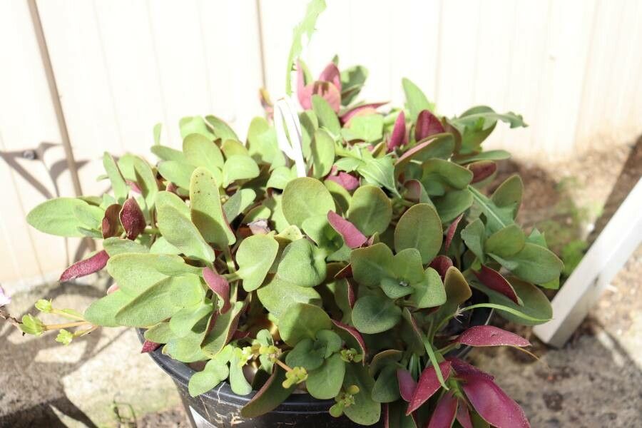 Crassula streyi leaf