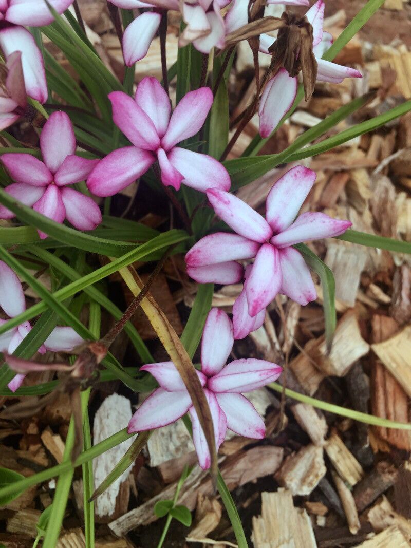 Rhodohypoxis baurii flower