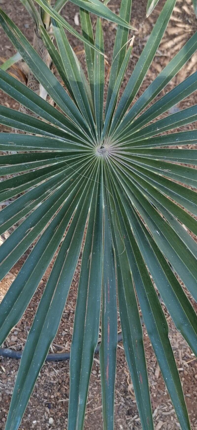 Coccothrinax scoparia leaf