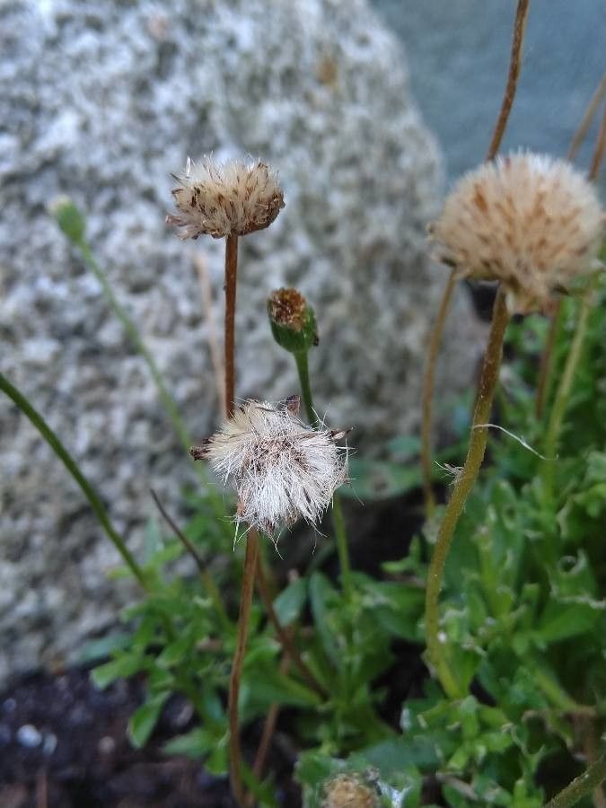 Felicia amelloides fruit
