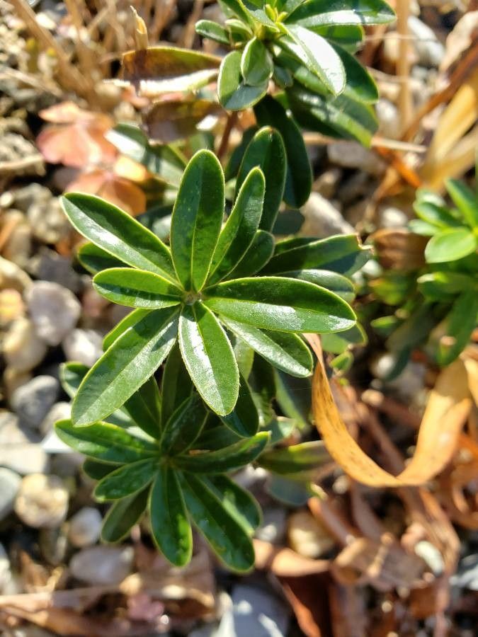 Daphne striata leaf