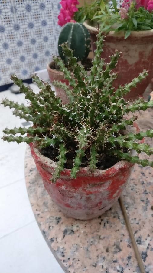 Euphorbia lenewtonii leaf