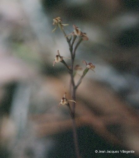 Liparis elegans flower