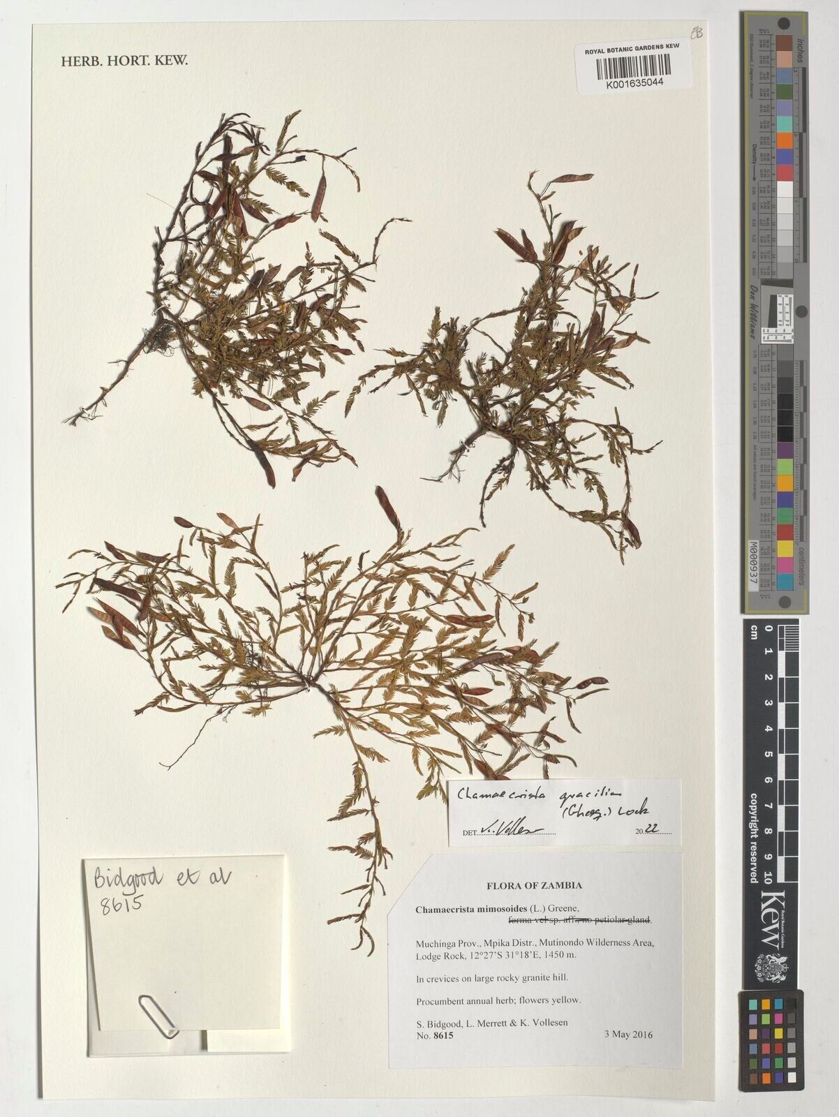 Chamaecrista gracilior — houseplant care guide