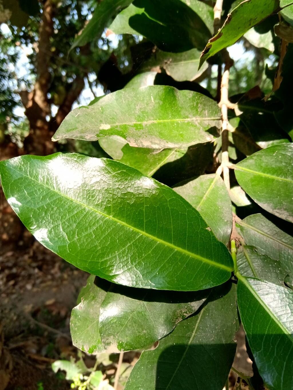 Ixora brachiata leaf
