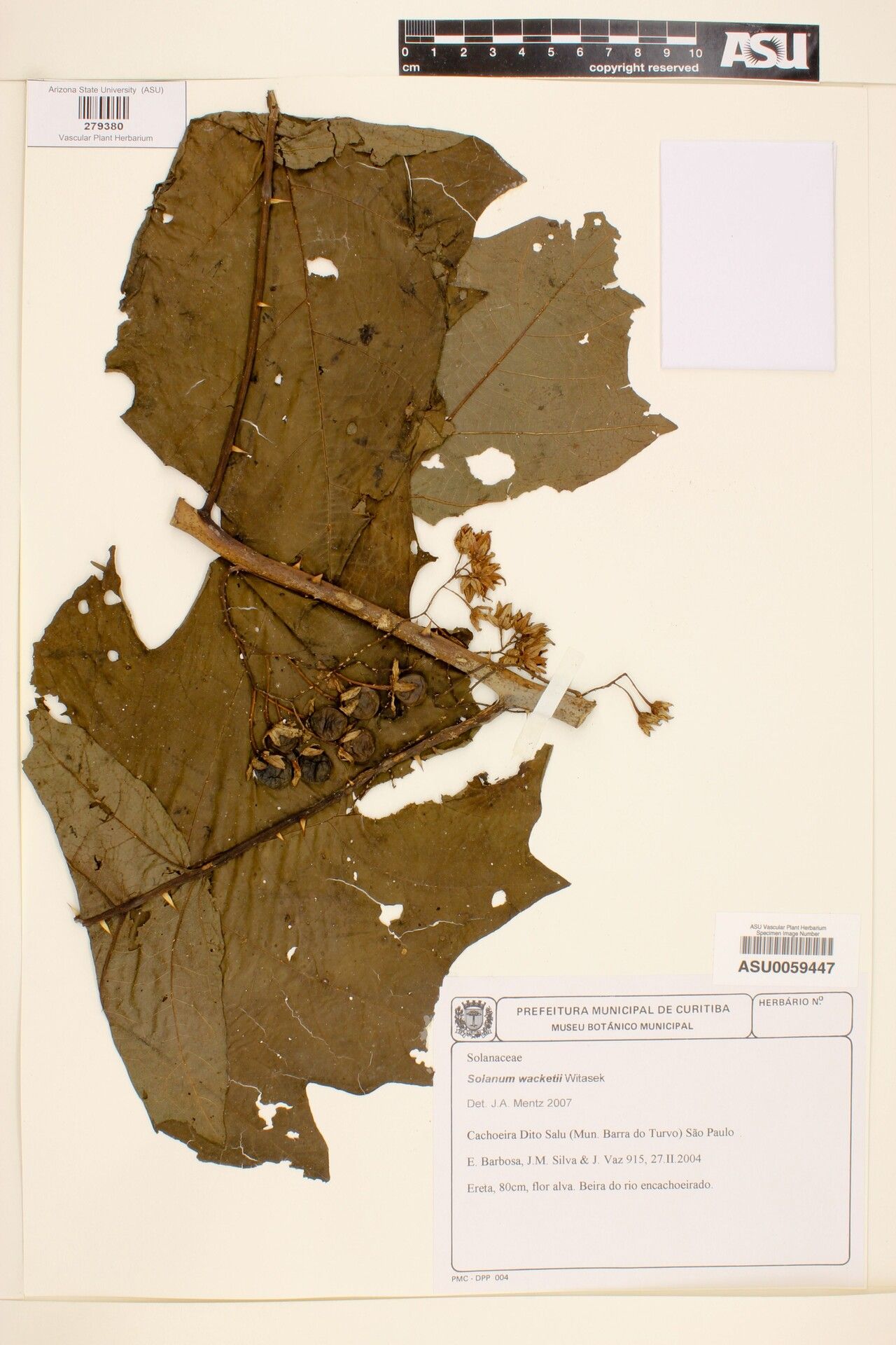 Solanum wacketii — houseplant care guide