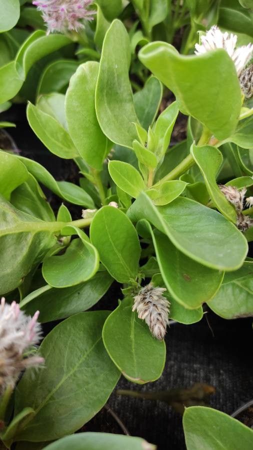 Ptilotus extenuatus — related species from the same genus