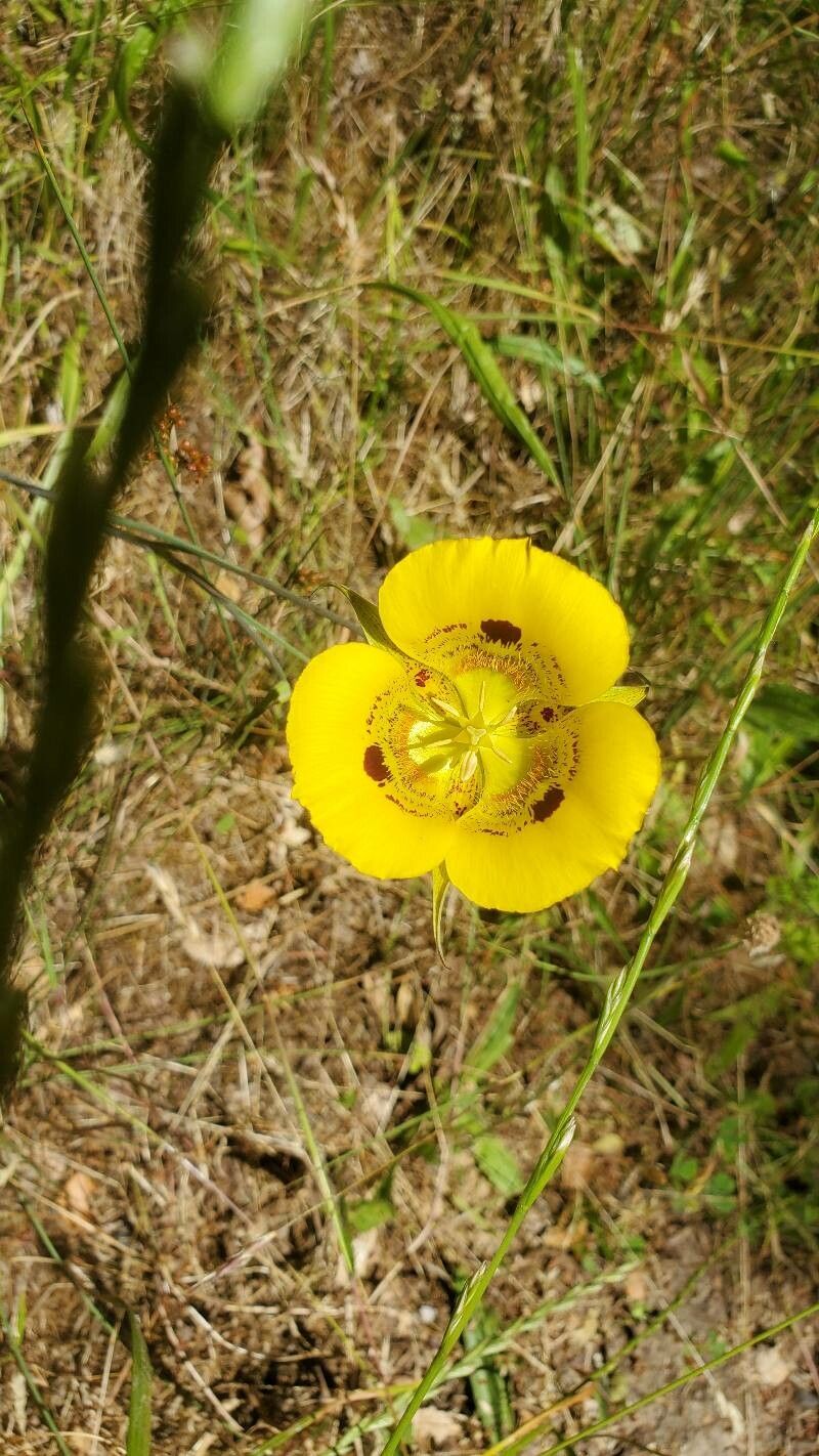 Calochortus luteus — search result for 'Calochortus'