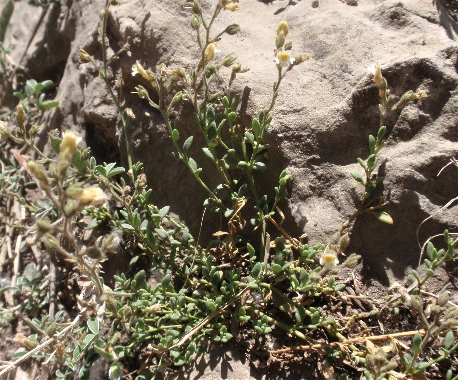 Chaenorhinum villosum habit