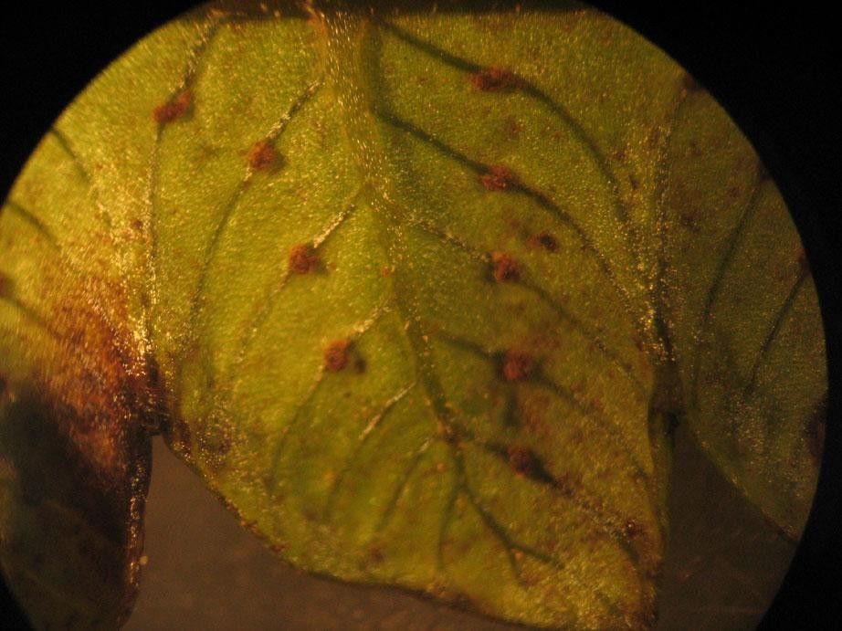 Thelypteris francoana leaf