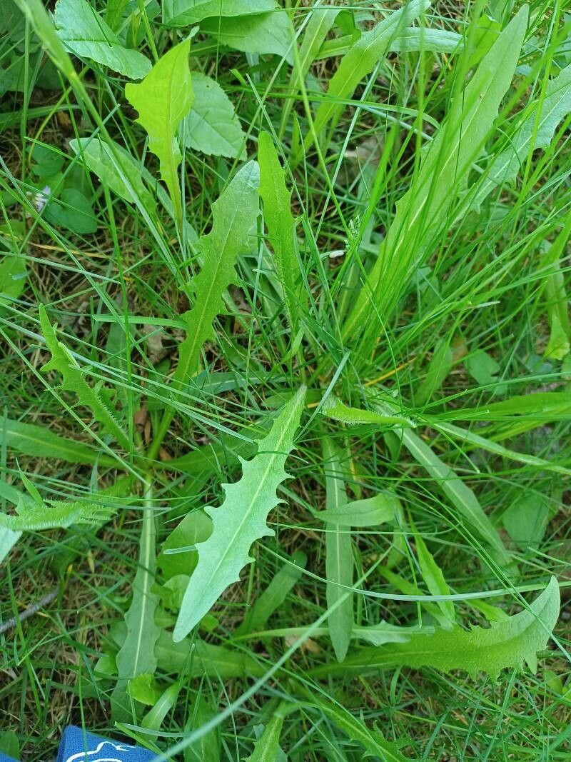 Leontodon autumnalis — search result for 'Scorzoneroides'