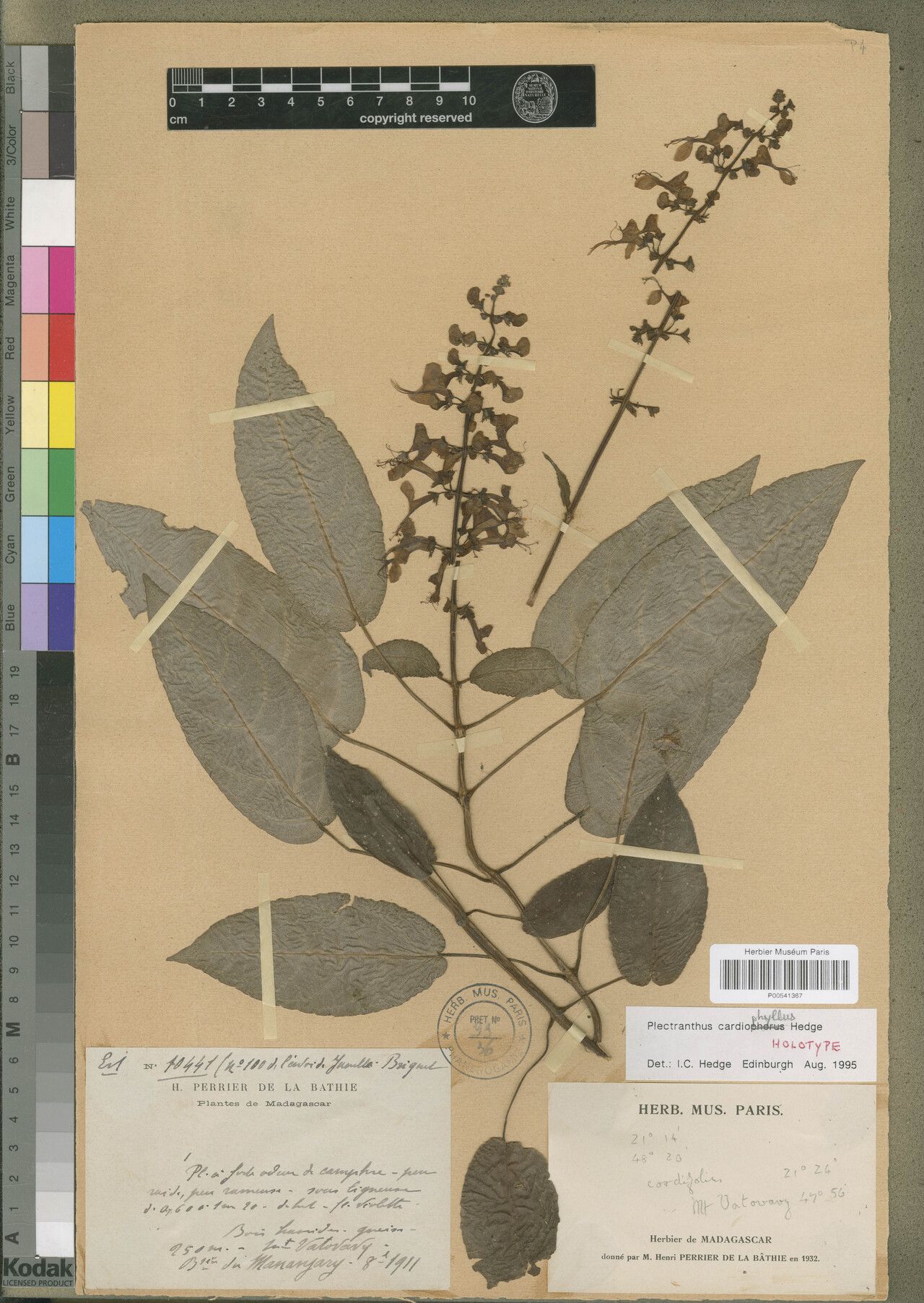 Plectranthus cordatus — search result for 'Plectranthus'