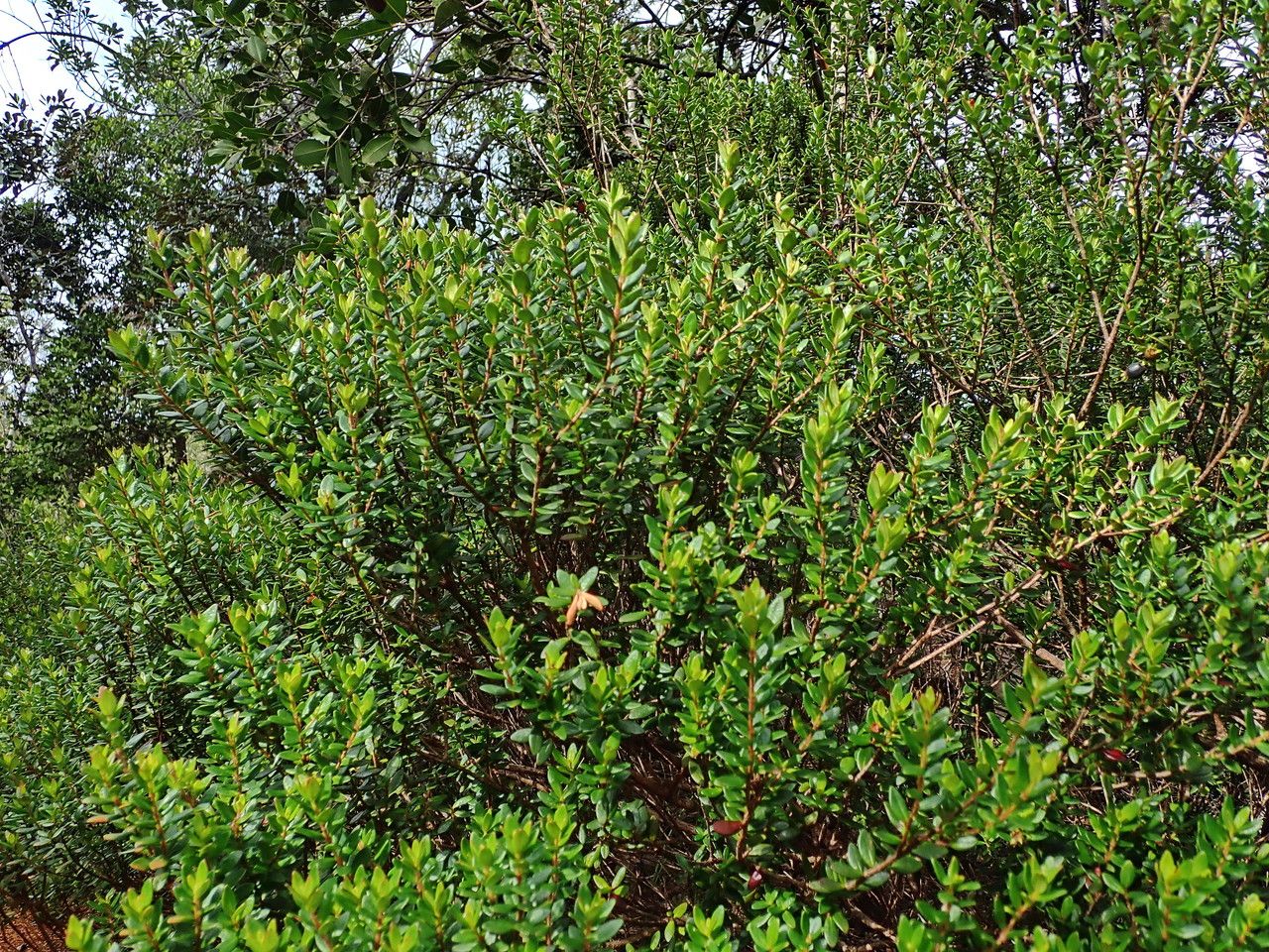 Myrtastrum rufopunctatum leaf