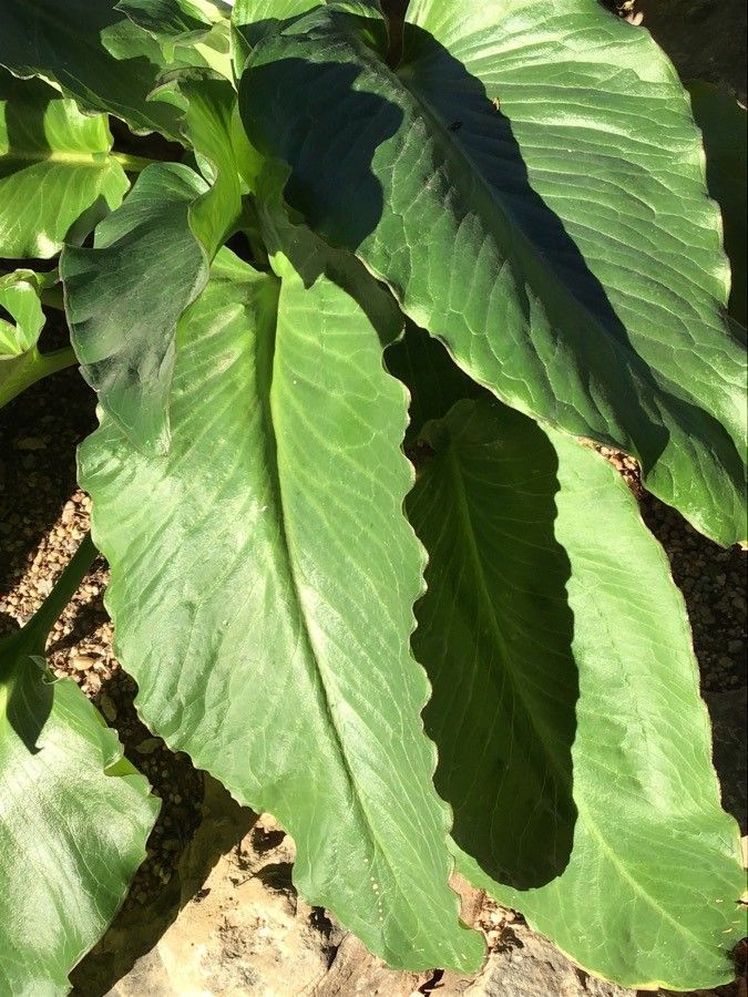 Arum pictum leaf
