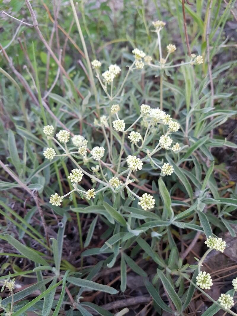 Eriogonum heracleoides flower