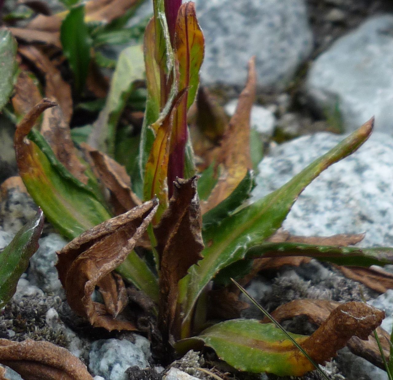 Senecio serratifolius leaf