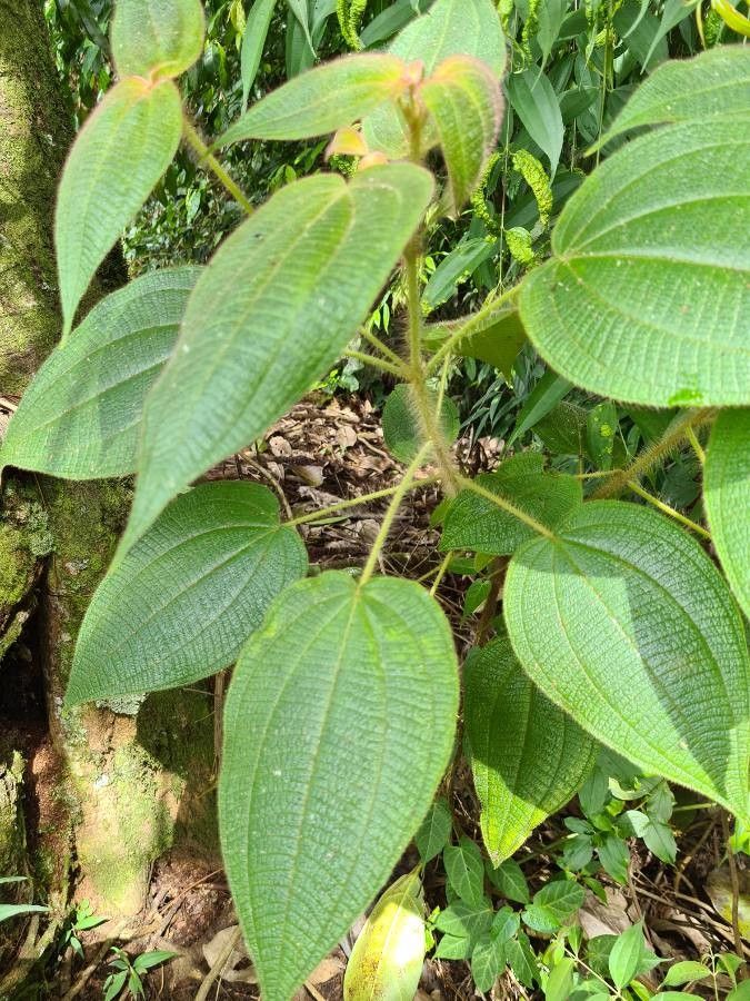 Clidemia octona — search result for 'Clidemia'