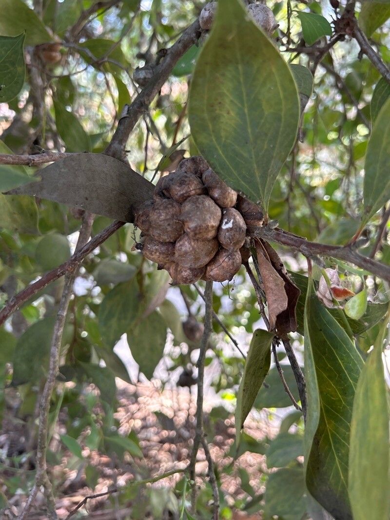 Hakea petiolaris fruit