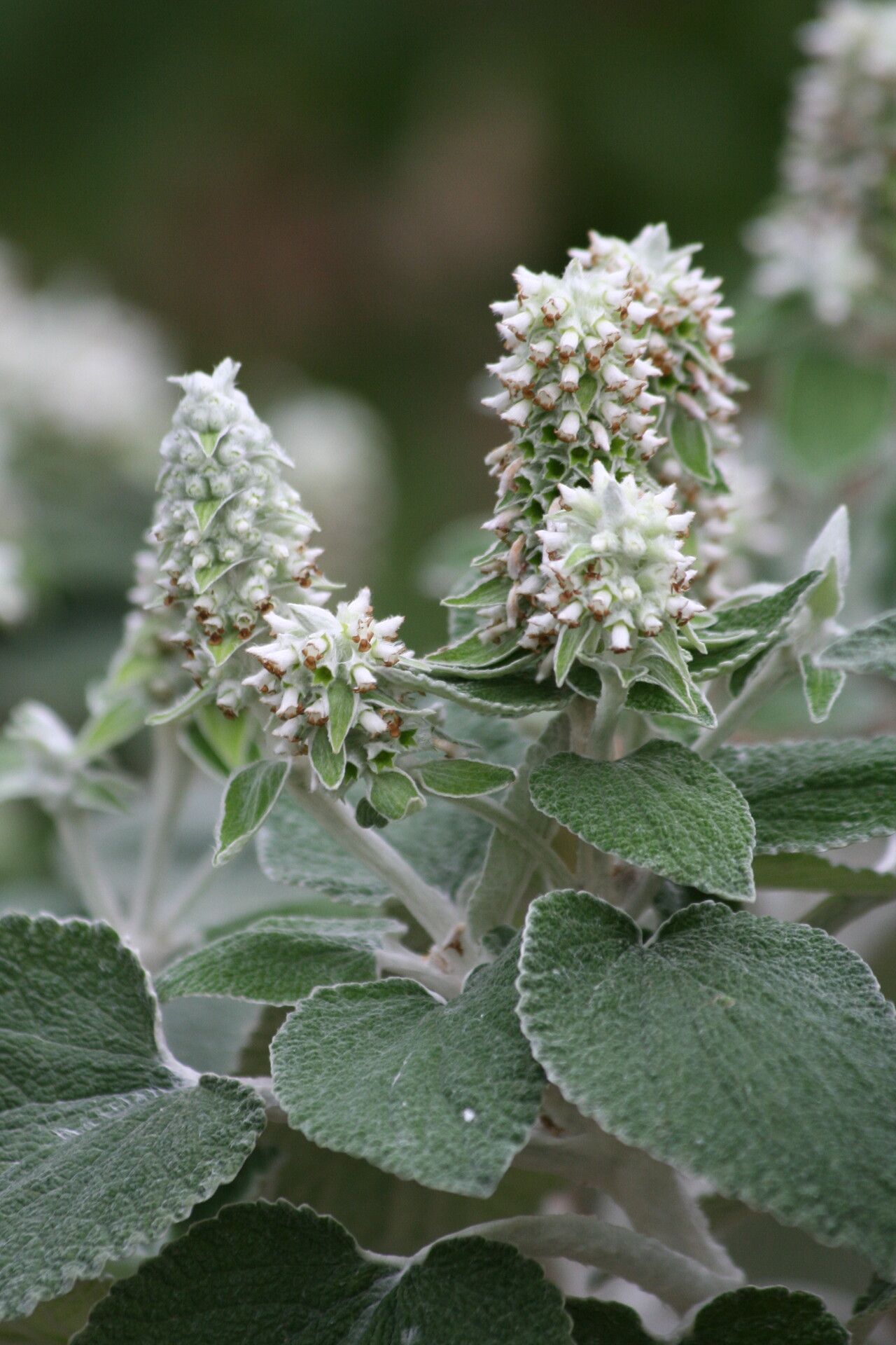 Sideritis macrostachys flower