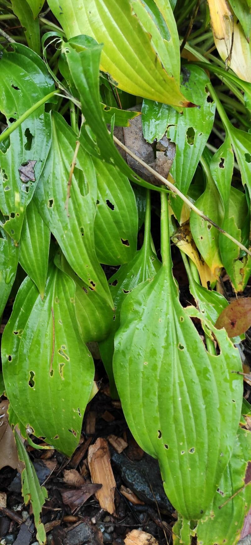 Hosta lancifolia