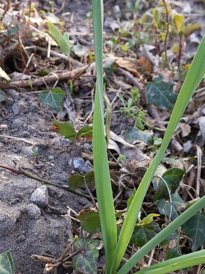 Narcissus bicolor leaf