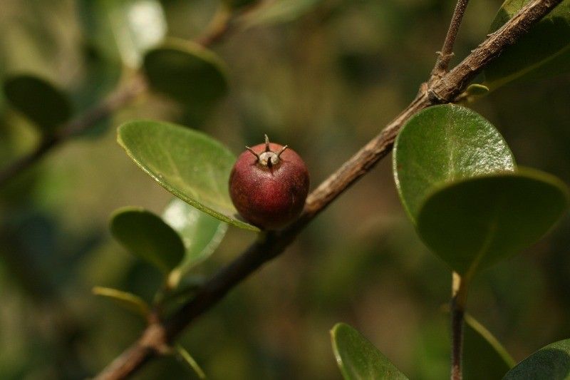 Fernelia buxifolia fruit