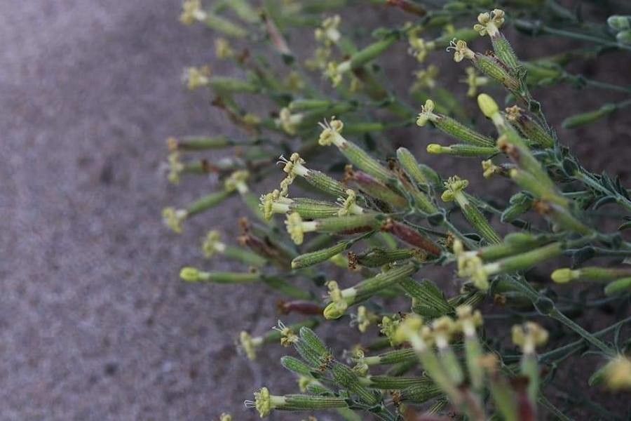 Silene thymifolia flower