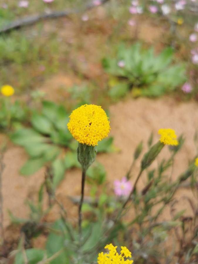 Chaenactis glabriuscula flower