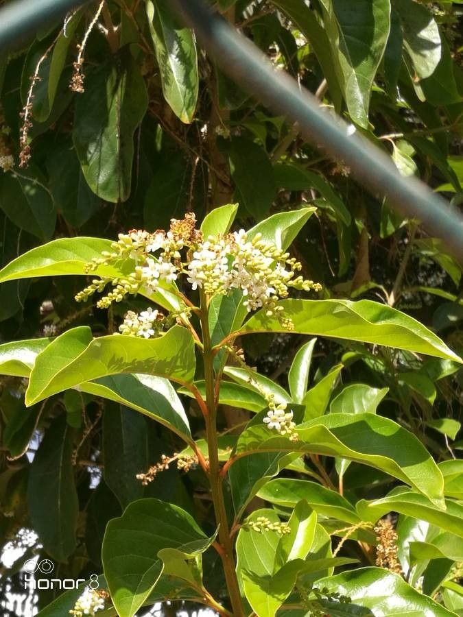 Citharexylum spinosum flower