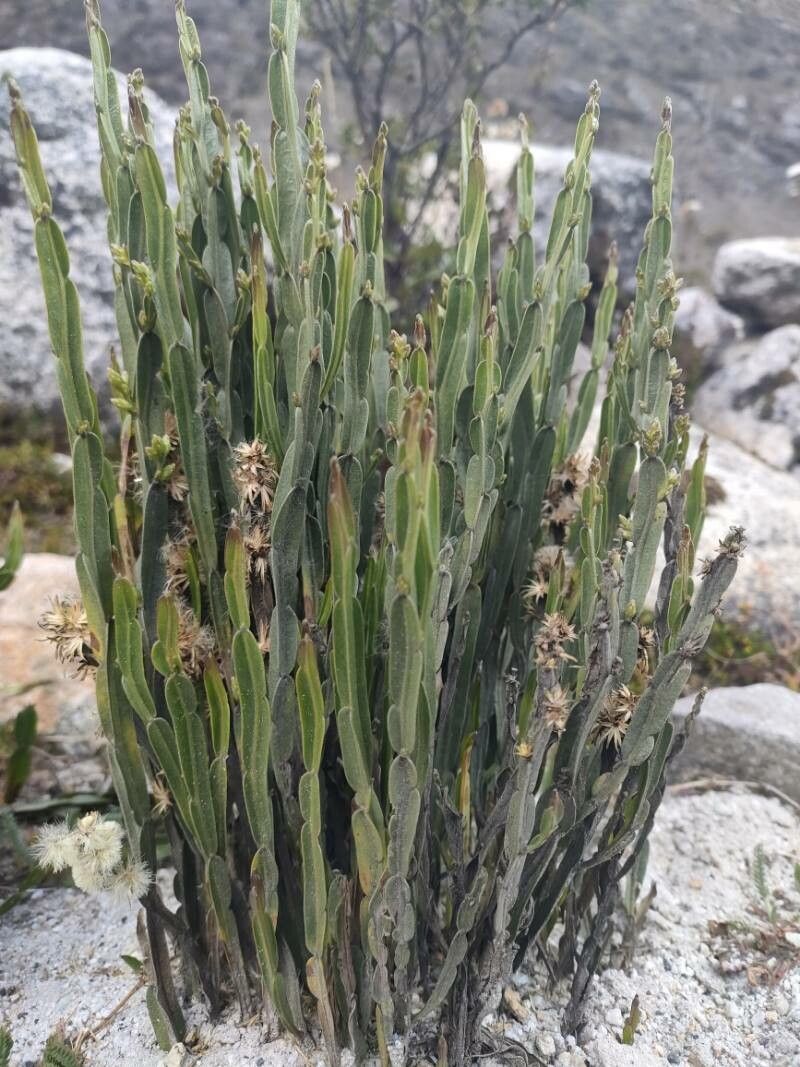 Baccharis genistelloides habit
