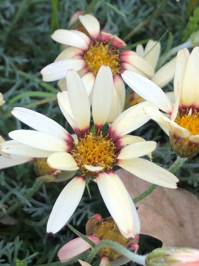 Rhodanthemum catananche flower