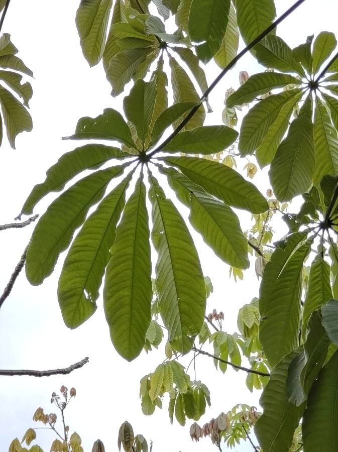 Cecropia glaziovii — search result for 'Cecropia'
