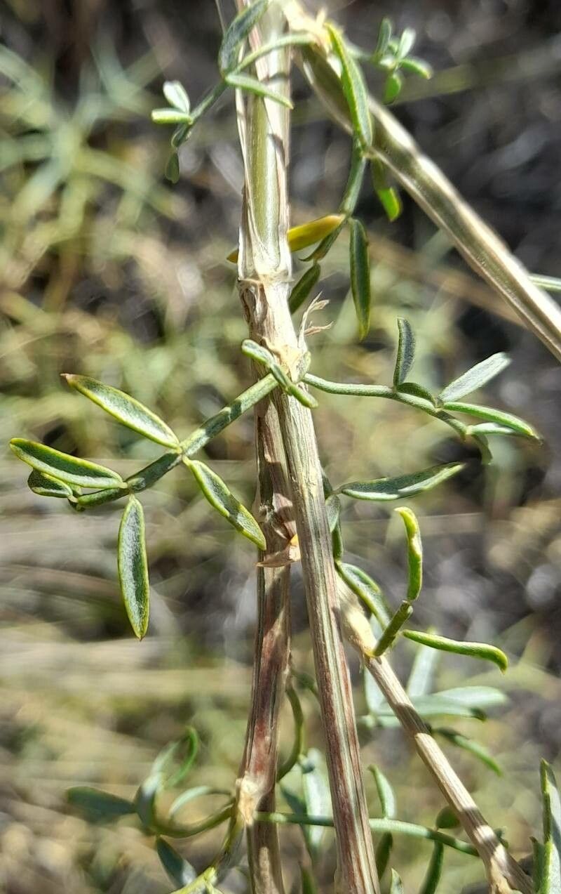 Adesmia obovata — houseplant care guide