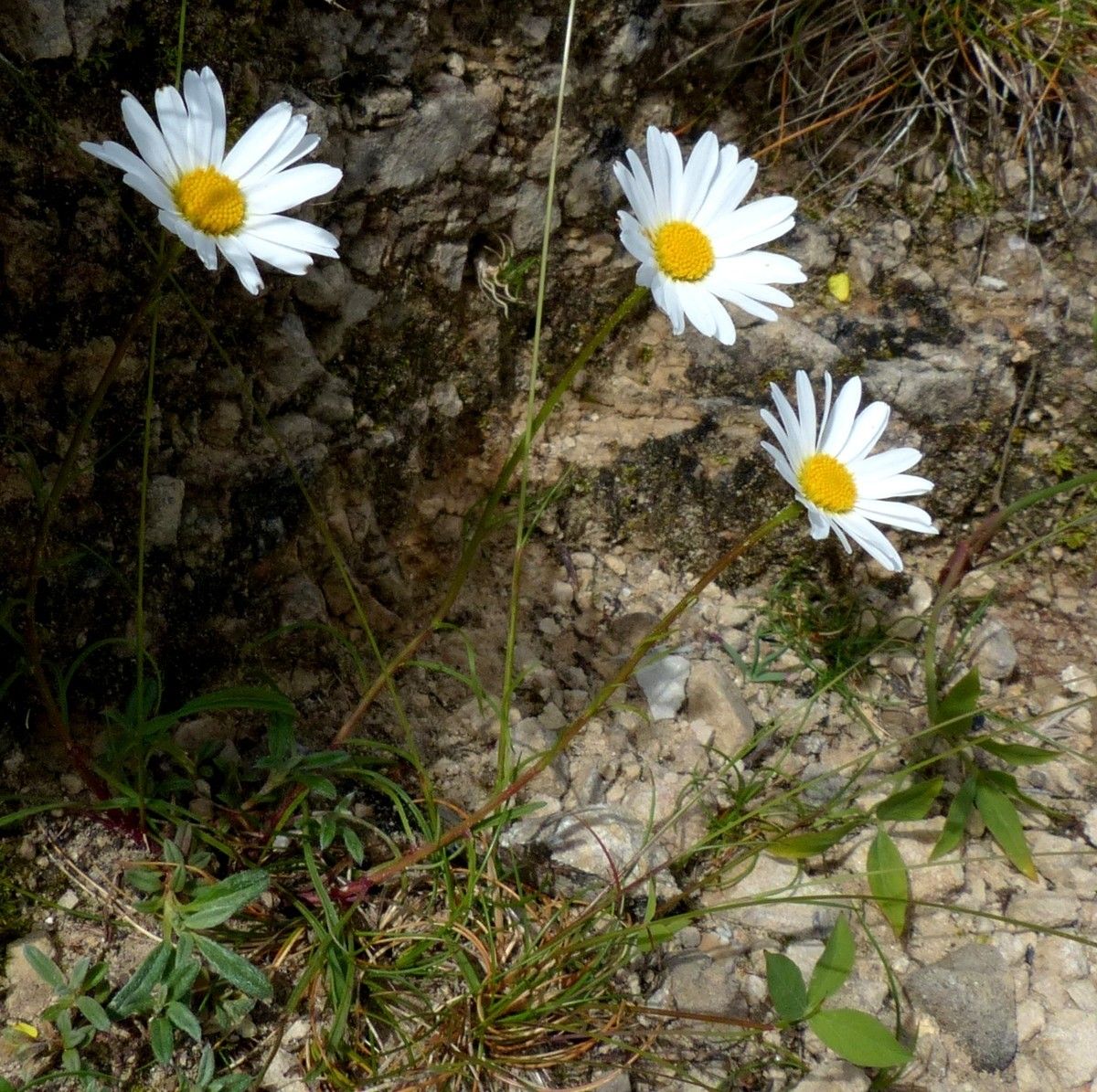 Leucanthemum graminifolium habit