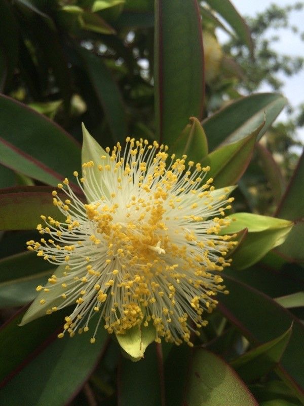 Foetidia mauritiana flower