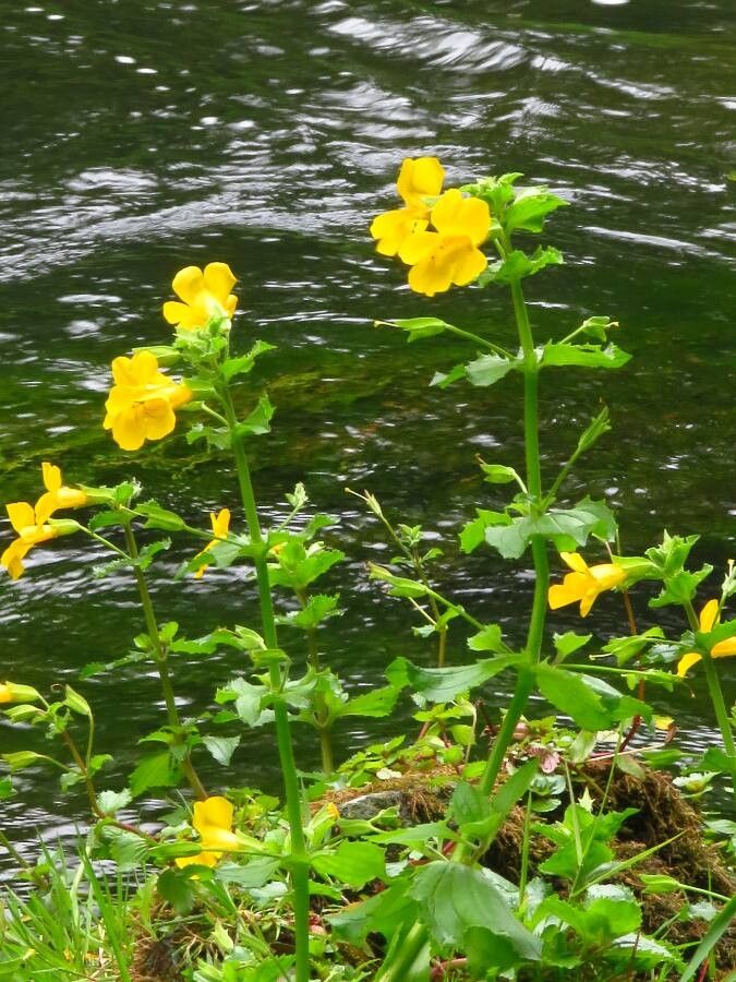 Erythranthe guttata flower