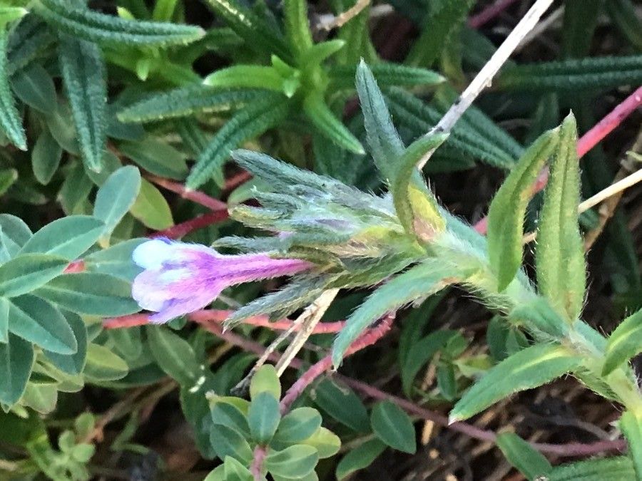 Glandora diffusa flower