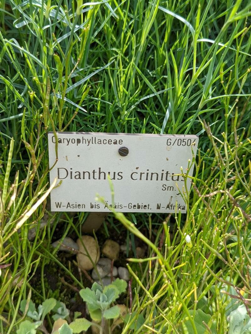 Dianthus crinitus — search result for 'Oman'