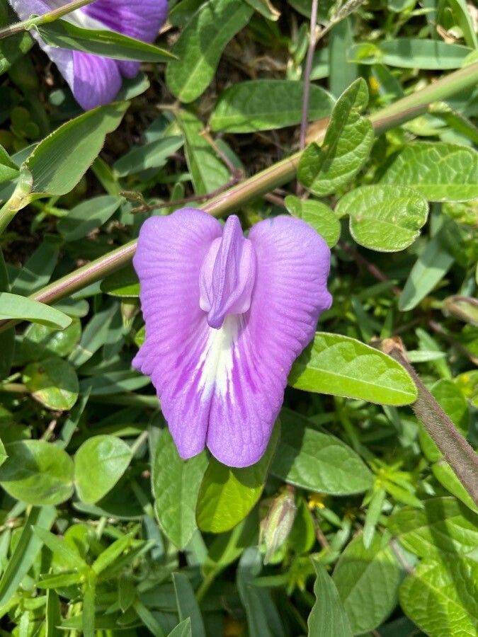 Centrosema brasilianum flower