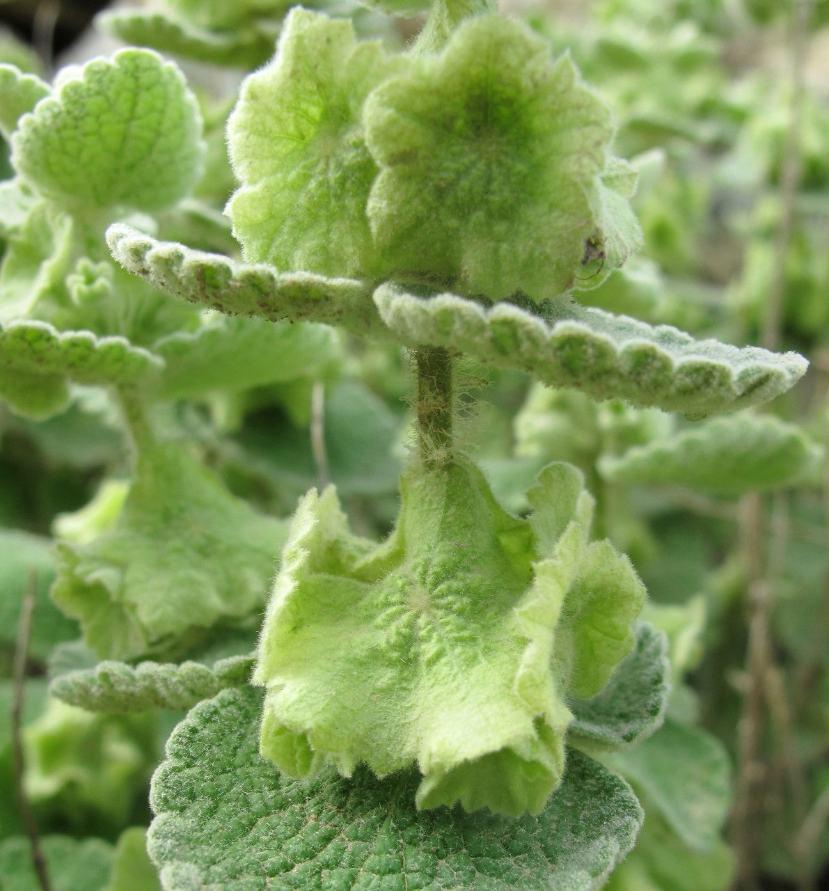 Ballota acetabulosa fruit