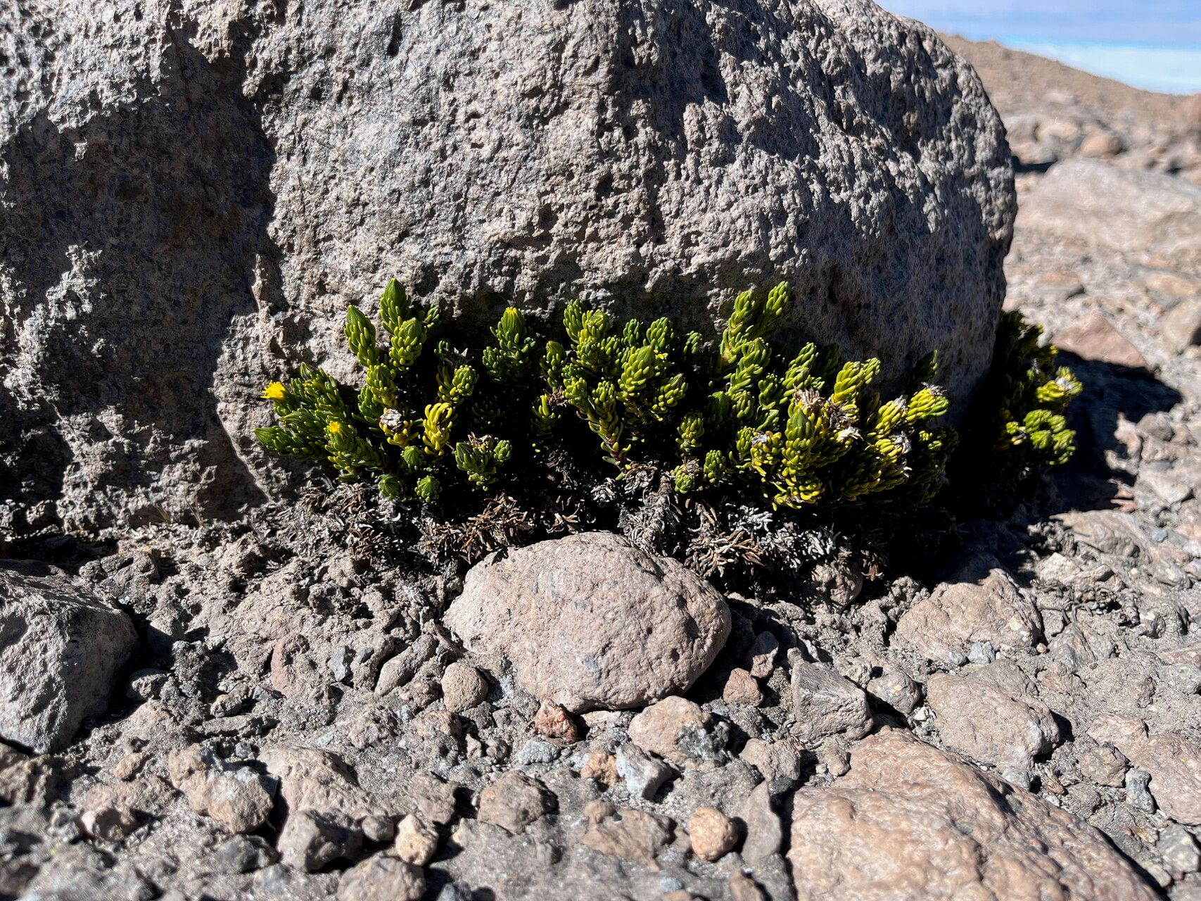 Werneria ciliolata habit