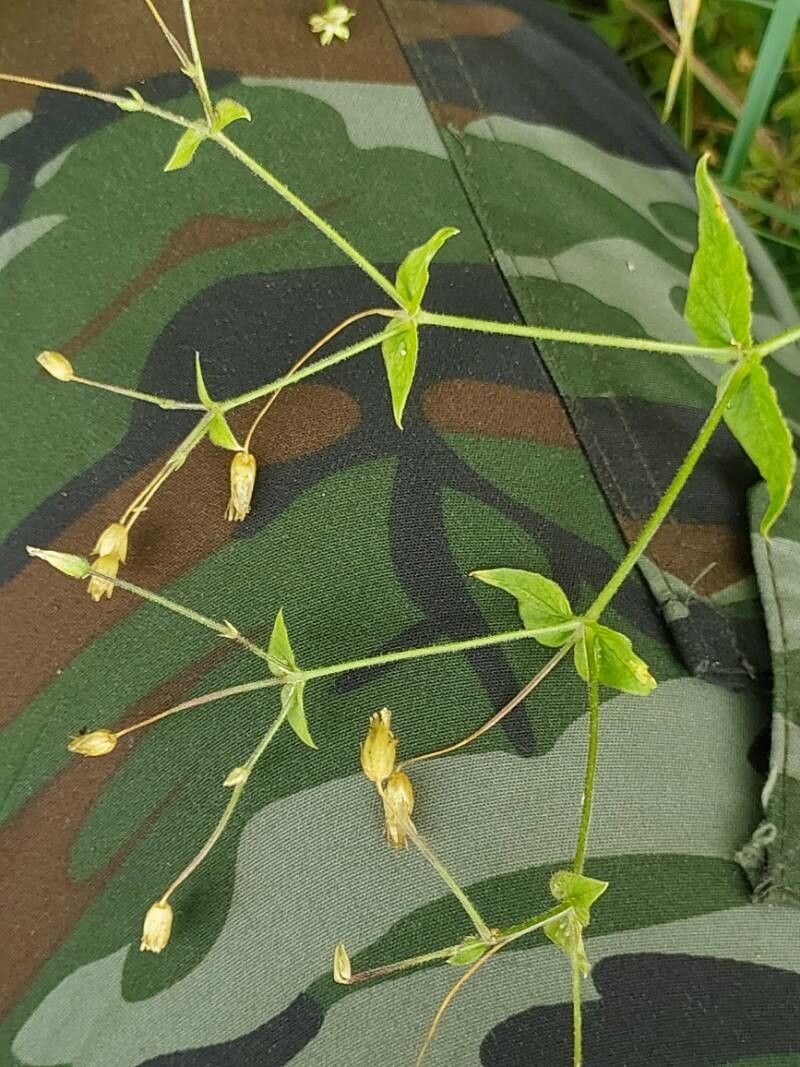 Stellaria nemorum fruit