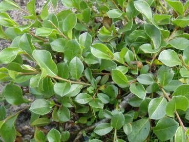 Salix alpina — houseplant care guide