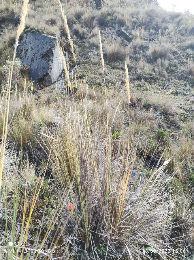 Calamagrostis recta habit