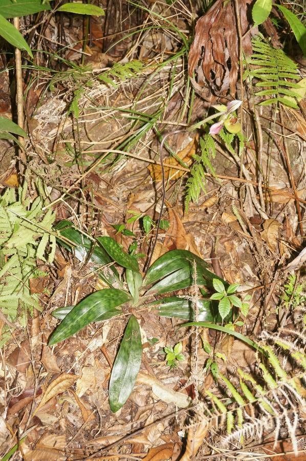 Paphiopedilum acmodontum habit