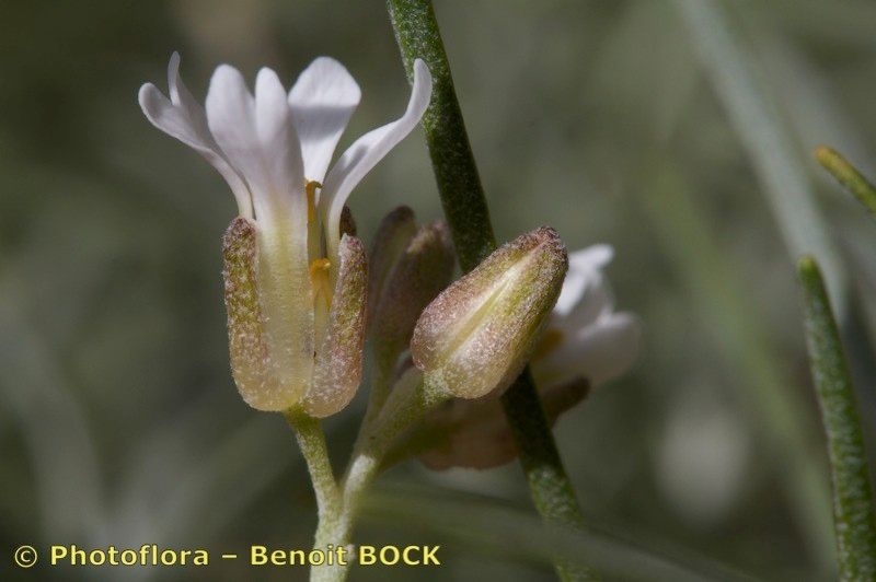 Parolinia glabriuscula fruit